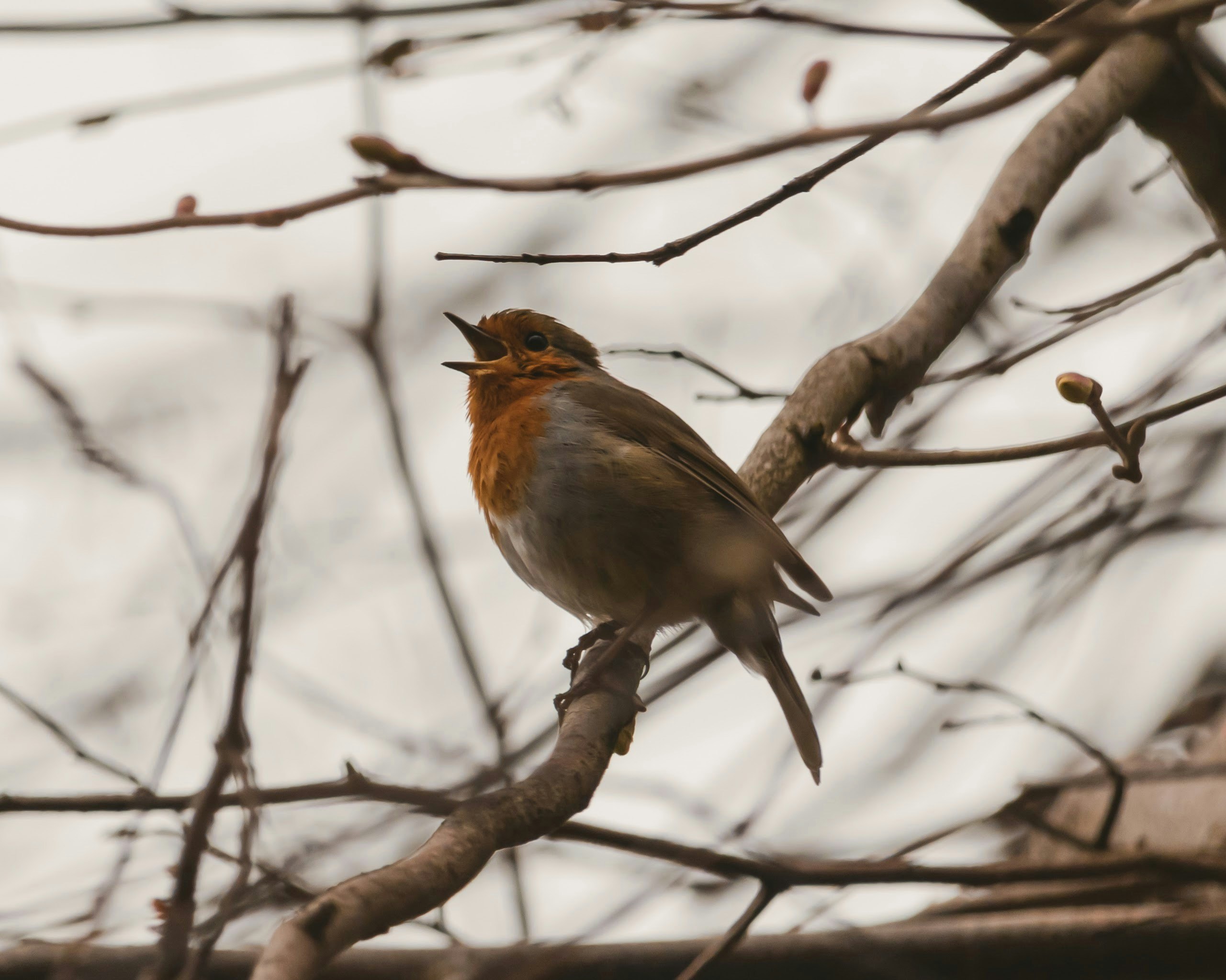 This Digital Instrument Turns Birdcalls Into Acid Techno